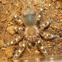 Early Pre-molt Darkening (Male Acanthoscurria geniculata)