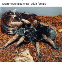 Grammostola species?