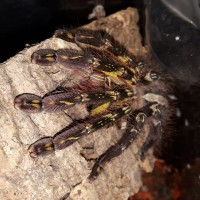 P.ornata