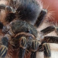 Grammostola pulchripes (Chaco gold knee)