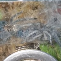 Freshly molted versicolor