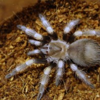 brachypelma smithi