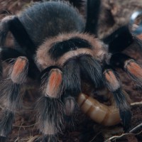 B. hamorii feeding