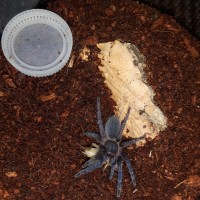 A.seemanni