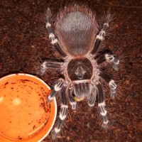 A.geniculata