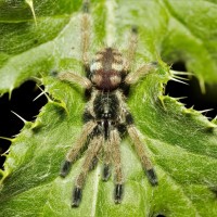 Tapinauchenius sp. "Colombia"