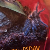 Three days post molt!