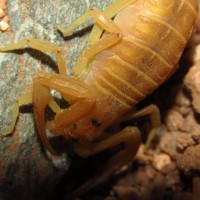 Gravid Bark Scorpion