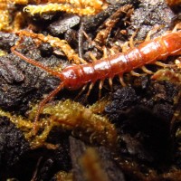 Lithobius Centipede
