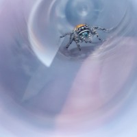 Phidippus californicus