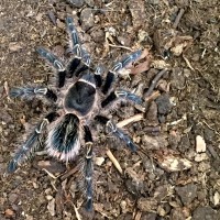 G. Pulchripes