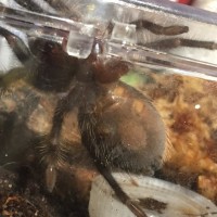 Brachypelma albopilosum