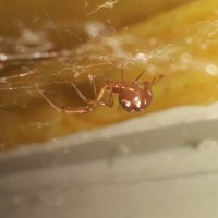 Steatoda Triangulosa Female