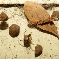 Parasteatoda tepidariorum With Egg Sacs