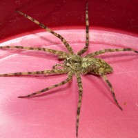 Penultimate Male Dolomedes albineus