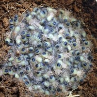 Brachypelma vagan slings on 7-14-17