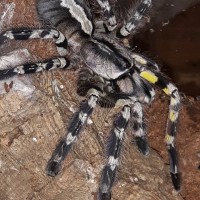 P.regalis