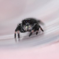 My jumping bean. 'Phidippus regius'