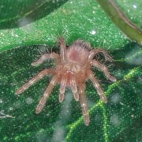 Acanthoscurria geniculata Sling