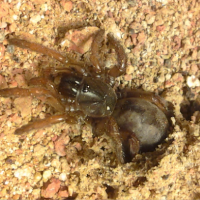 Aptostichus atomarius