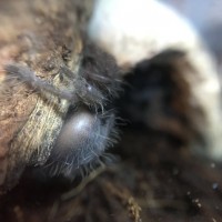 Stubborn C.Sp. Hati Hati