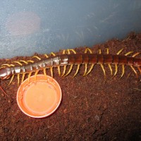 Scolopendra subspinipes