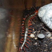 Red Legged Subspinipes