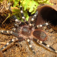 Acanthoscurria geniculata: Prelude to Adult Coloring (♂ 2"+)