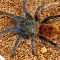 chromatopelma cyaneopubescens