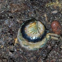 Scolopendra viridis on eggs