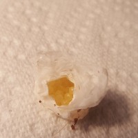 N. incei Egg Sac