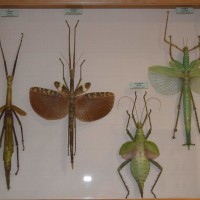 Larger phasmid species