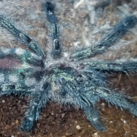 Ybyrapora diversipes