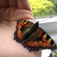 small tortoise shell