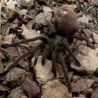 Aphonopelma vorhiesi