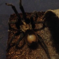 1 YR MM Aphonopelma chalcodes