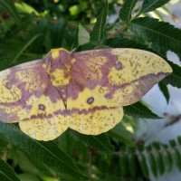 Male Imperial Moth