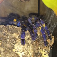 P. metallica  in pre-molt i can only assume.