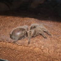 Grammostola sp. north (F) July 26 2017