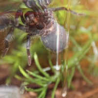 P.Cancerides Underside