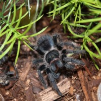 P.canerides First Meal After Molt