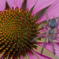 Dolichothele diamantinensis