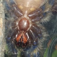 P. metallica male or female?