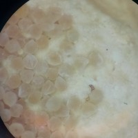 Mantispid larva with spider eggs