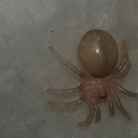 irminia