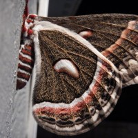 Can anyone ID this moth?
