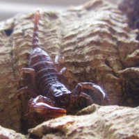 3cm Heterometrus Petersii