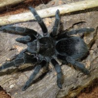 G. pulchra