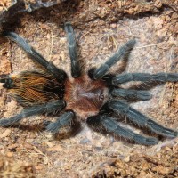 Plesiopelma sp. Bolivia