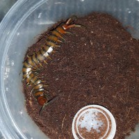 Scolopendra alternans